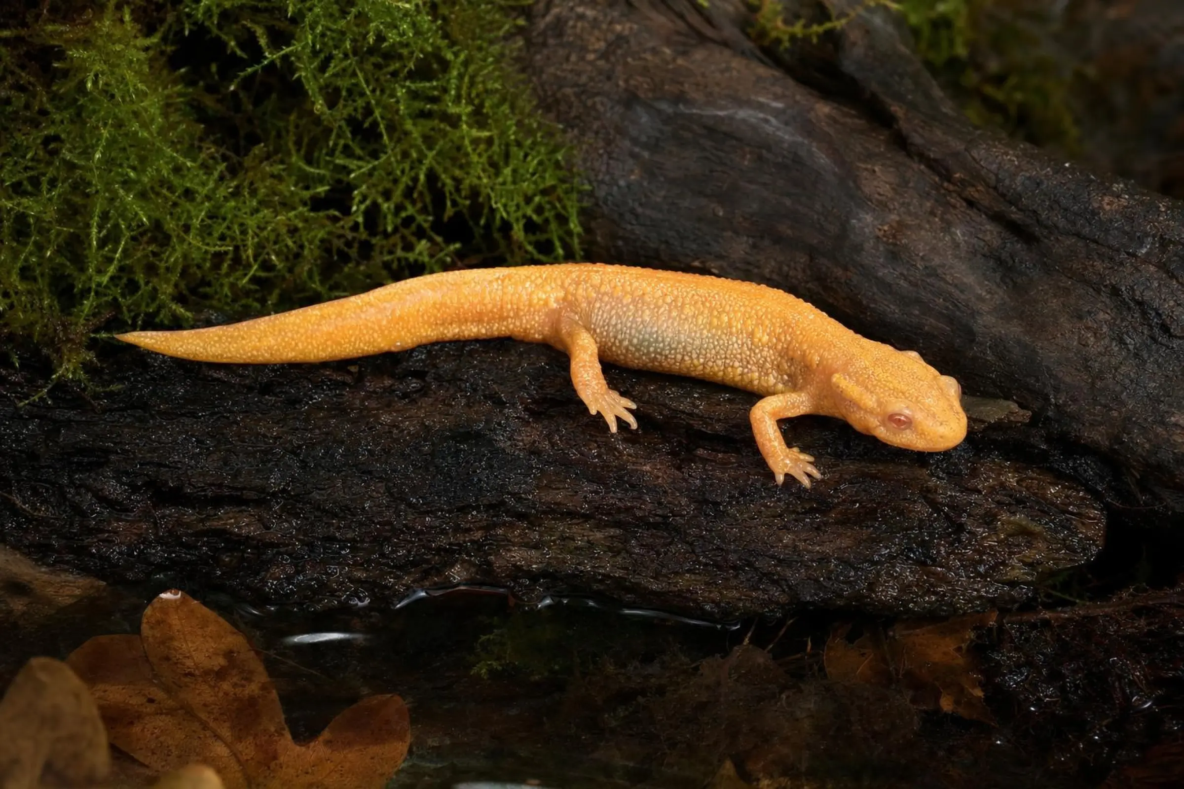 Albino-Okinawa-Schwertschwanzmolch, Cynops ensicauda poppei