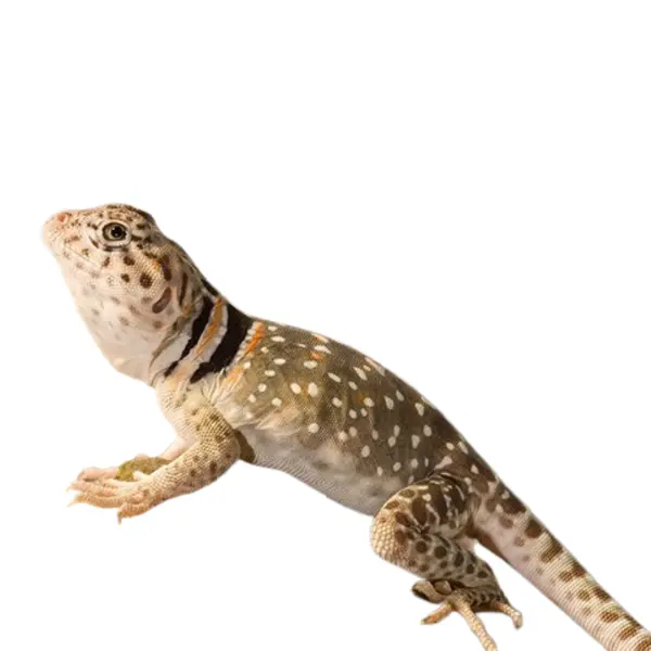 Leguane