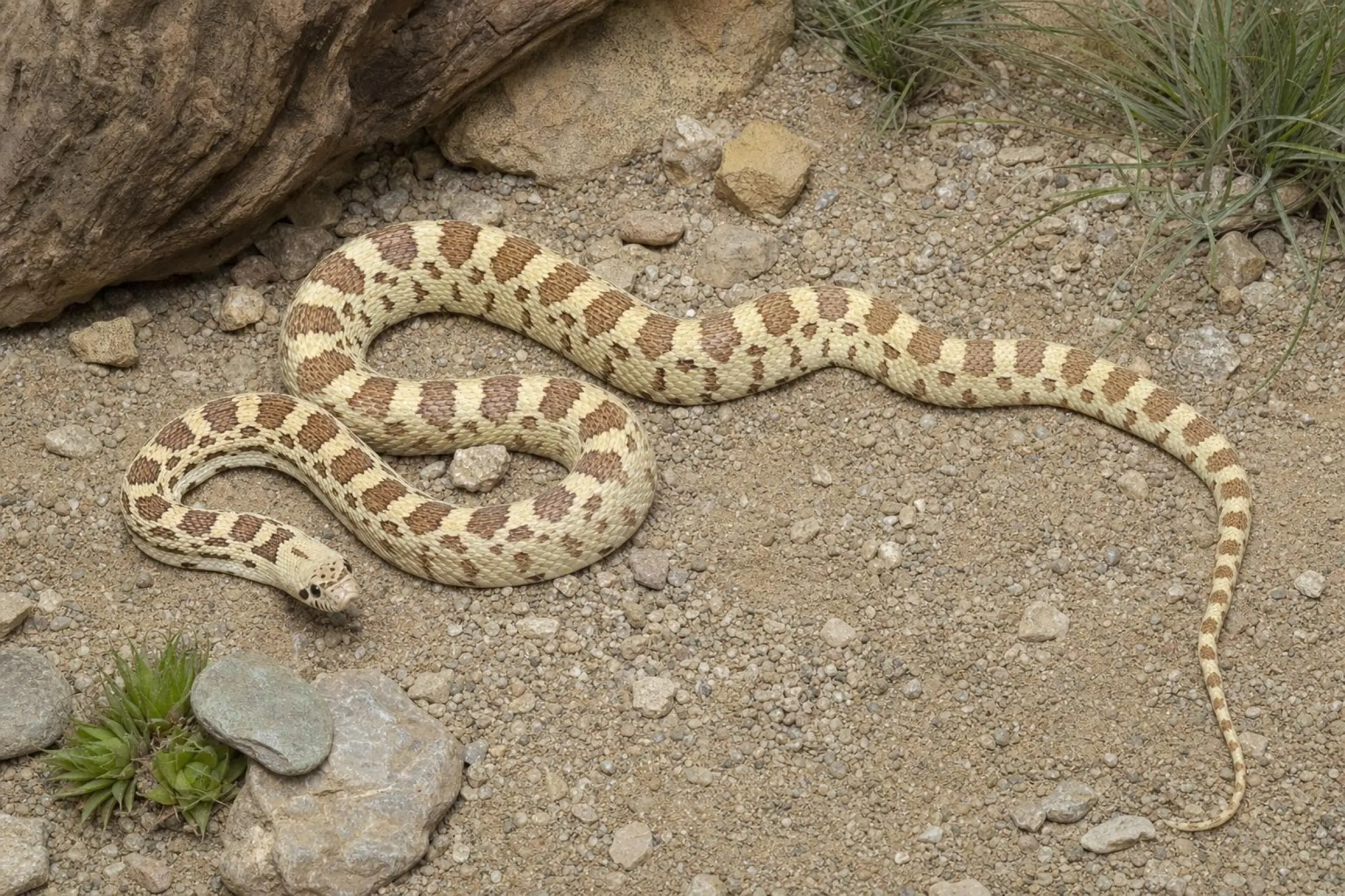 Albino-Bullennatter, Pituophis catenifer sayi