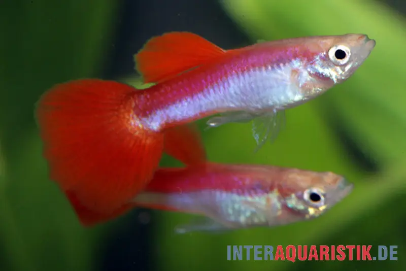 Guppy Rainbow Metallic, Poecilia reticulata, paarweise