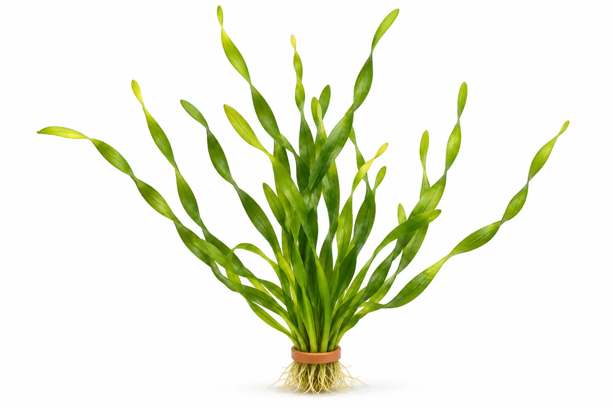 Vallisneria spiralis Tortifolia mit gedrehten grünen Bandblättern als Bund mit Terrakottaring vor weißem Hintergrund.