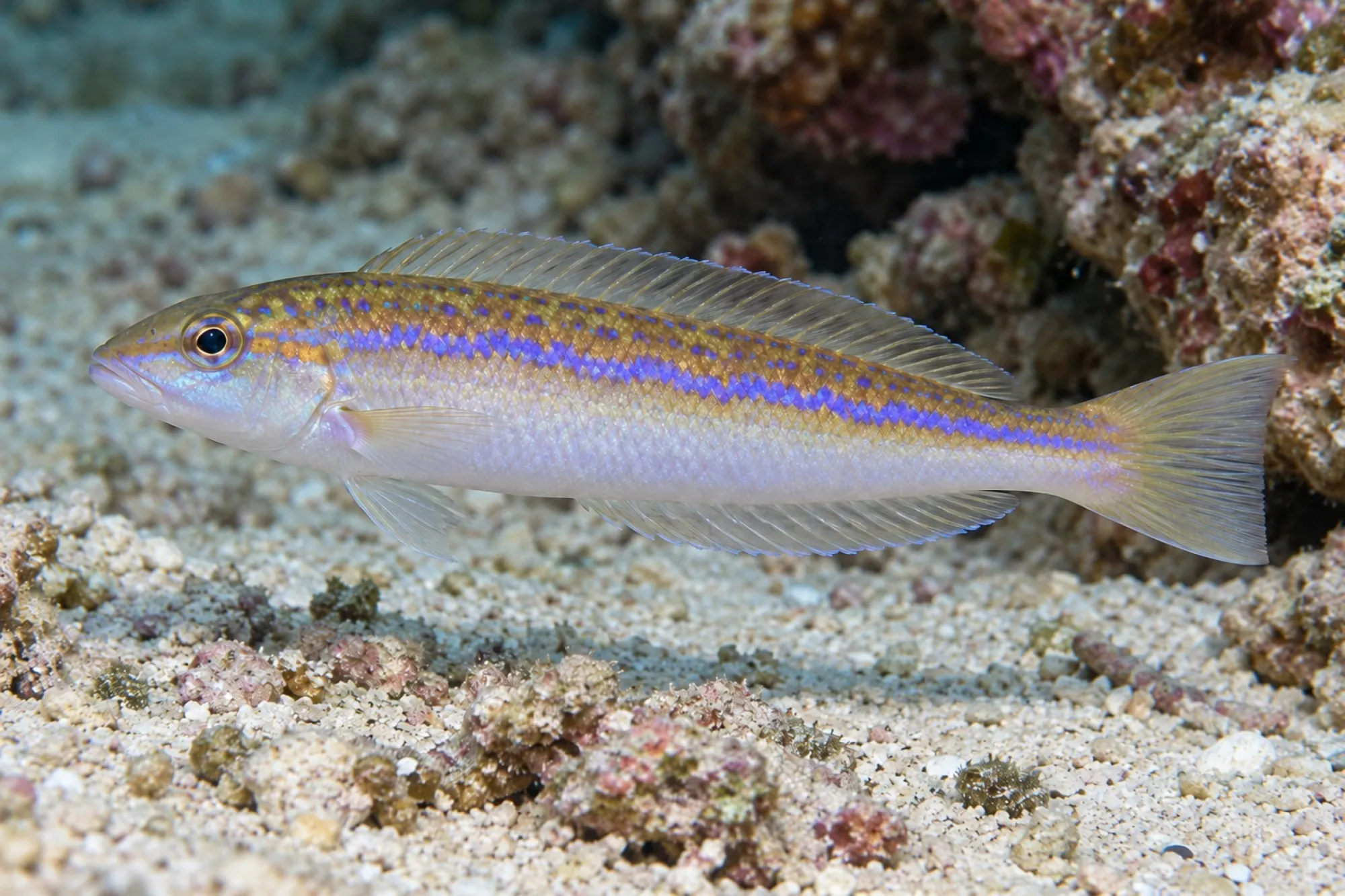 Gold Blauer Torbedobarsch, Hoplolatilus oreni
