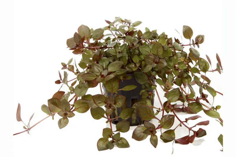 Sumpf-Heusenkraut, Ludwigia palustris, im Topf