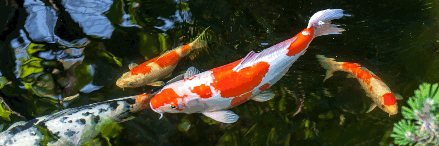 Faszinierende Koi-Karpfen online kaufen bei interaquaristik.live