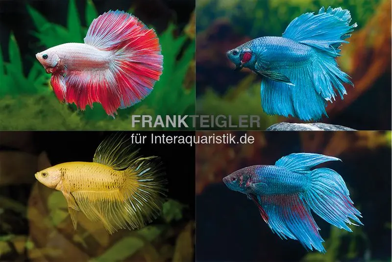 Portrait Betta splendens Männchen