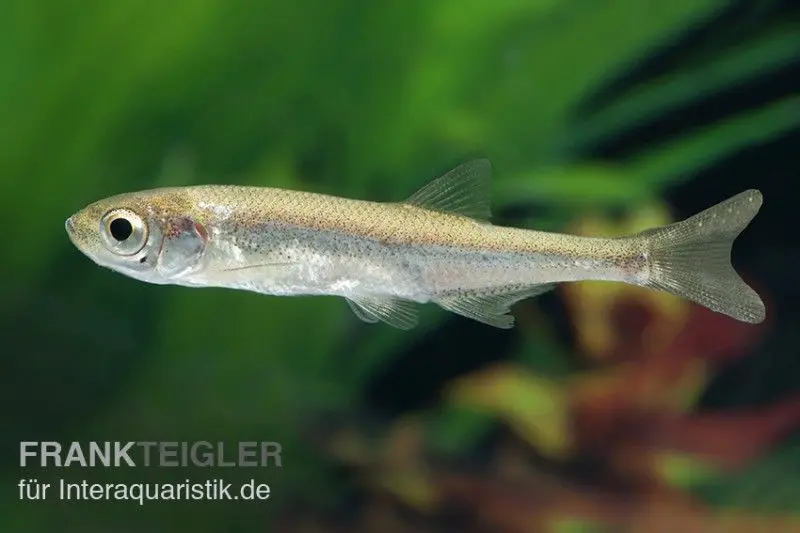 Moderlieschen Leucaspius delineatus